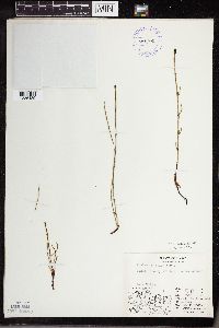 Equisetum palustre image