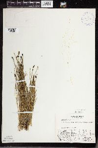 Equisetum palustre image