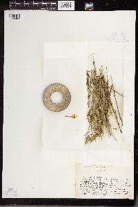 Equisetum palustre image