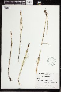 Equisetum palustre image