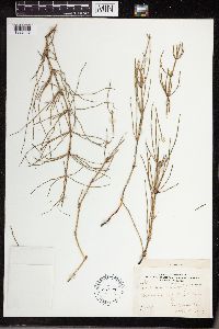 Equisetum palustre image