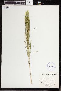 Equisetum palustre image