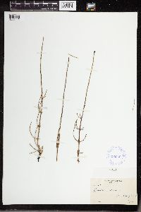 Equisetum palustre image