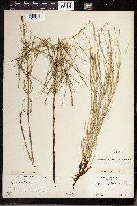 Equisetum palustre image