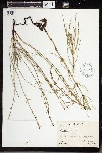Equisetum palustre image