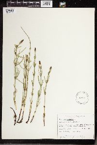 Equisetum palustre image