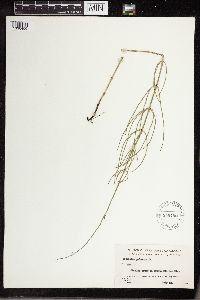 Equisetum palustre image
