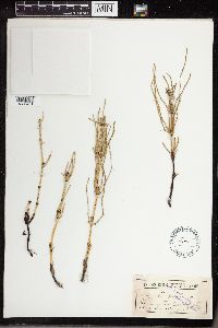 Equisetum palustre image