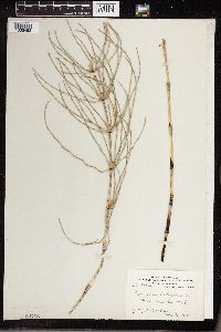 Equisetum palustre image