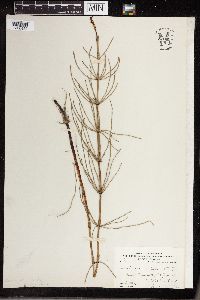 Equisetum palustre image