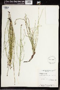 Equisetum palustre image
