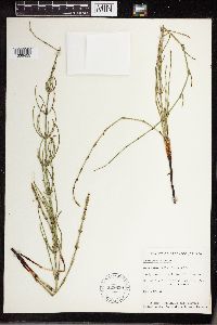 Equisetum palustre image