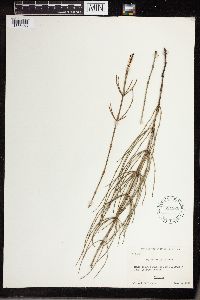 Equisetum palustre image