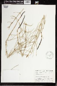 Equisetum palustre image