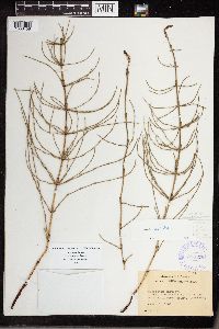 Equisetum palustre image