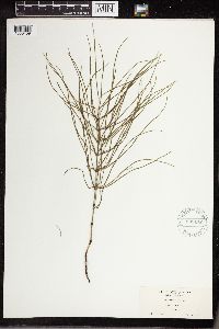 Equisetum palustre image