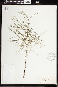Equisetum palustre image