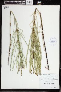 Equisetum palustre image