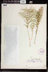 Equisetum pratense image