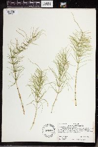Equisetum pratense image