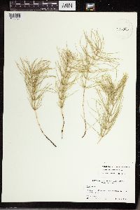 Equisetum pratense image