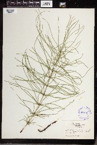 Equisetum pratense image