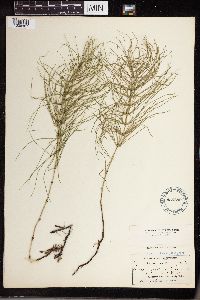 Equisetum pratense image