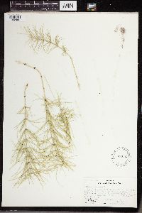 Equisetum pratense image