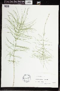 Equisetum pratense image