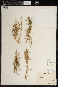 Equisetum pratense image