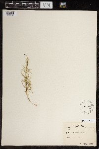 Equisetum pratense image
