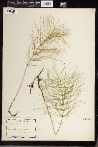 Equisetum pratense image