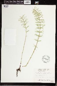 Equisetum pratense image