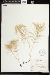 Equisetum pratense image