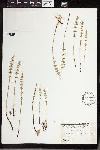 Equisetum pratense image
