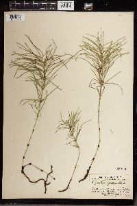 Equisetum pratense image