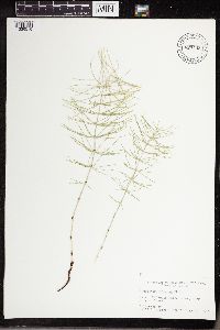 Equisetum pratense image