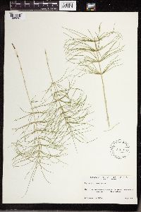 Equisetum pratense image