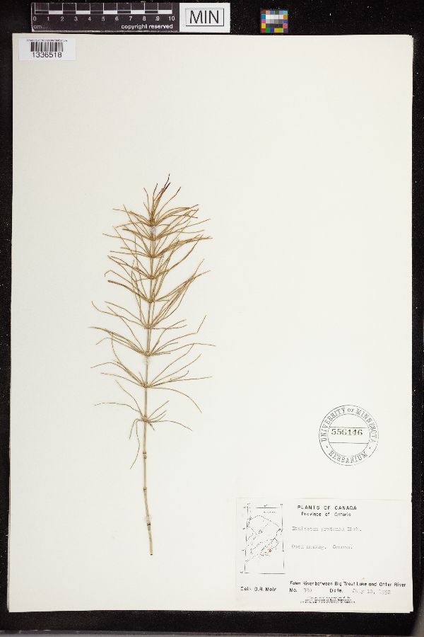 Equisetum pratense image
