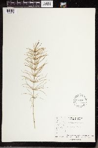 Equisetum pratense image