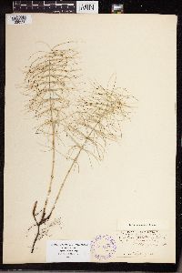 Equisetum pratense image