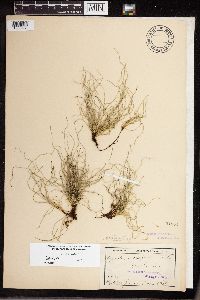 Equisetum scirpoides image