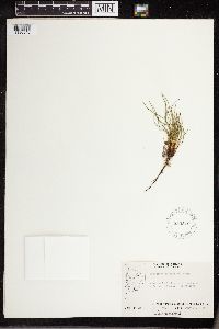 Thumbnail image of current specimen