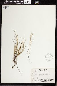 Thumbnail image of current specimen
