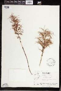 Equisetum sylvaticum image