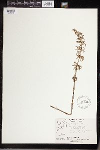 Equisetum sylvaticum image