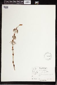 Equisetum sylvaticum image