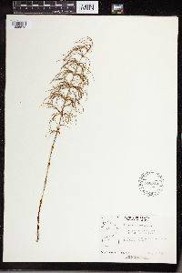 Equisetum sylvaticum image