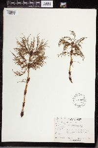 Equisetum sylvaticum image