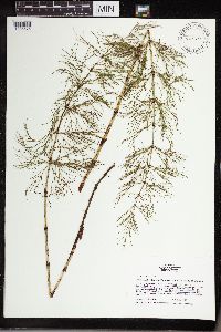 Equisetum sylvaticum image
